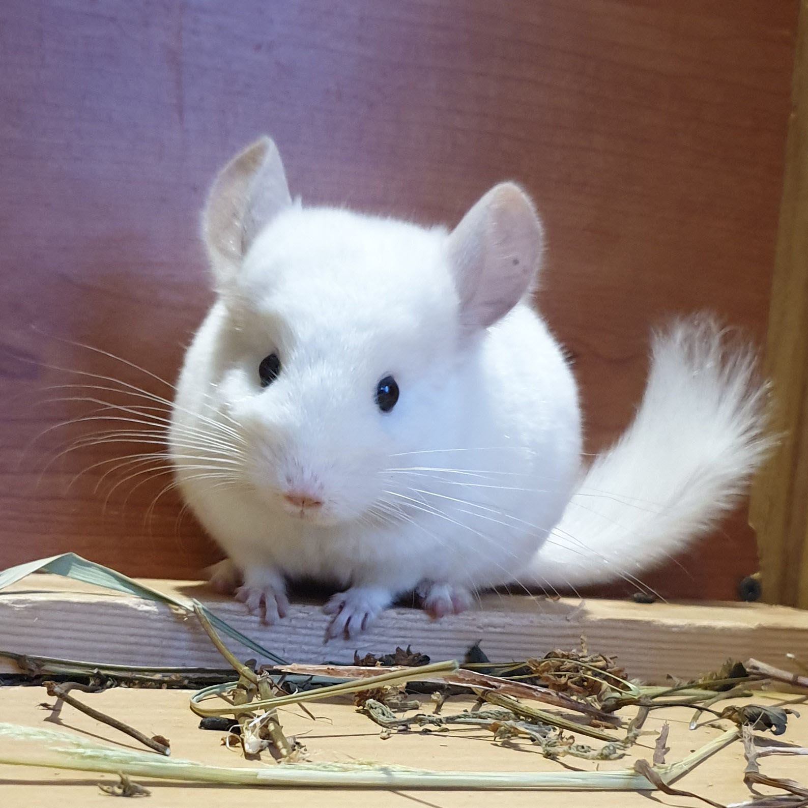 Маленькая самочка шиншиллы Бело-розовая эбони