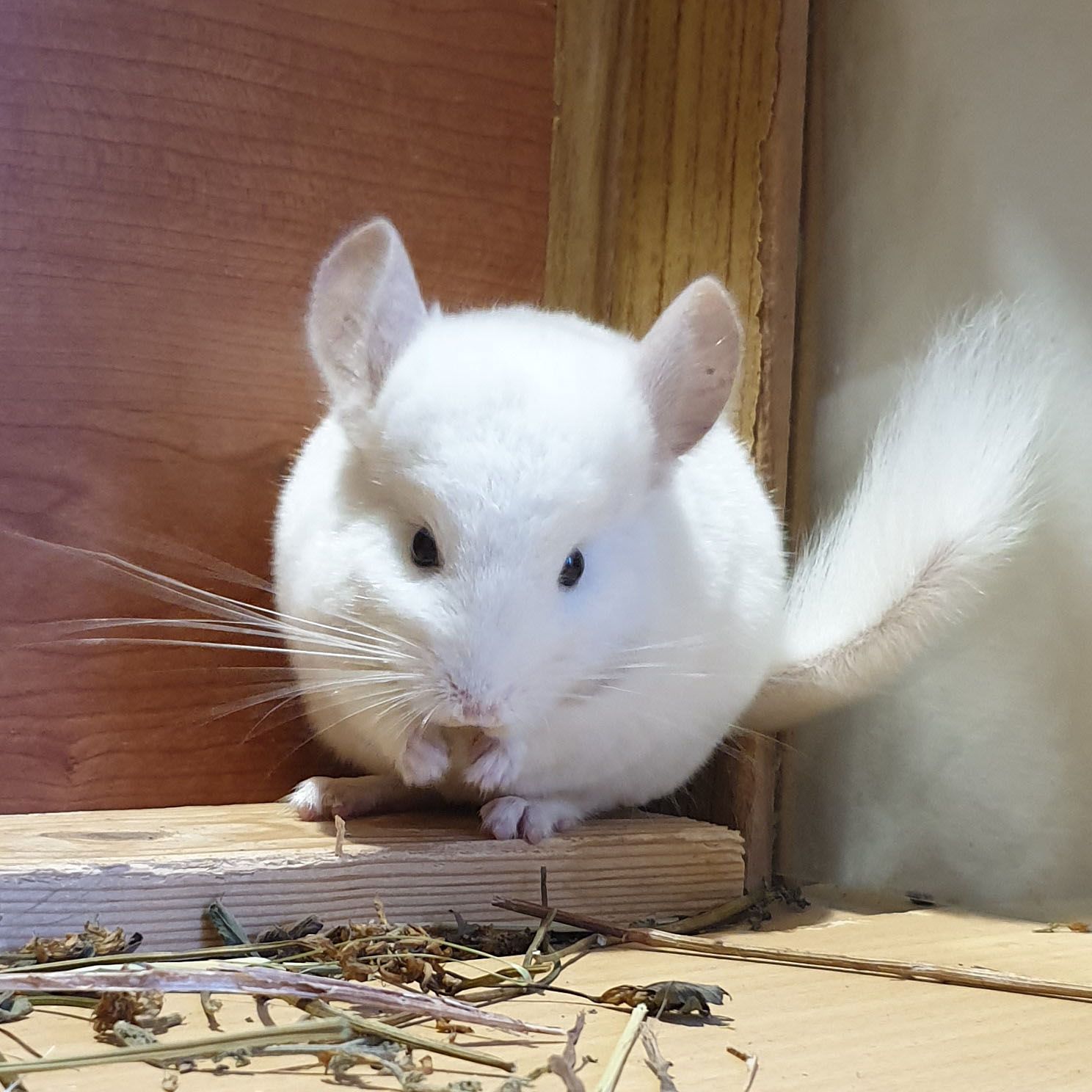 Маленькая самочка шиншиллы Бело-розовая эбони