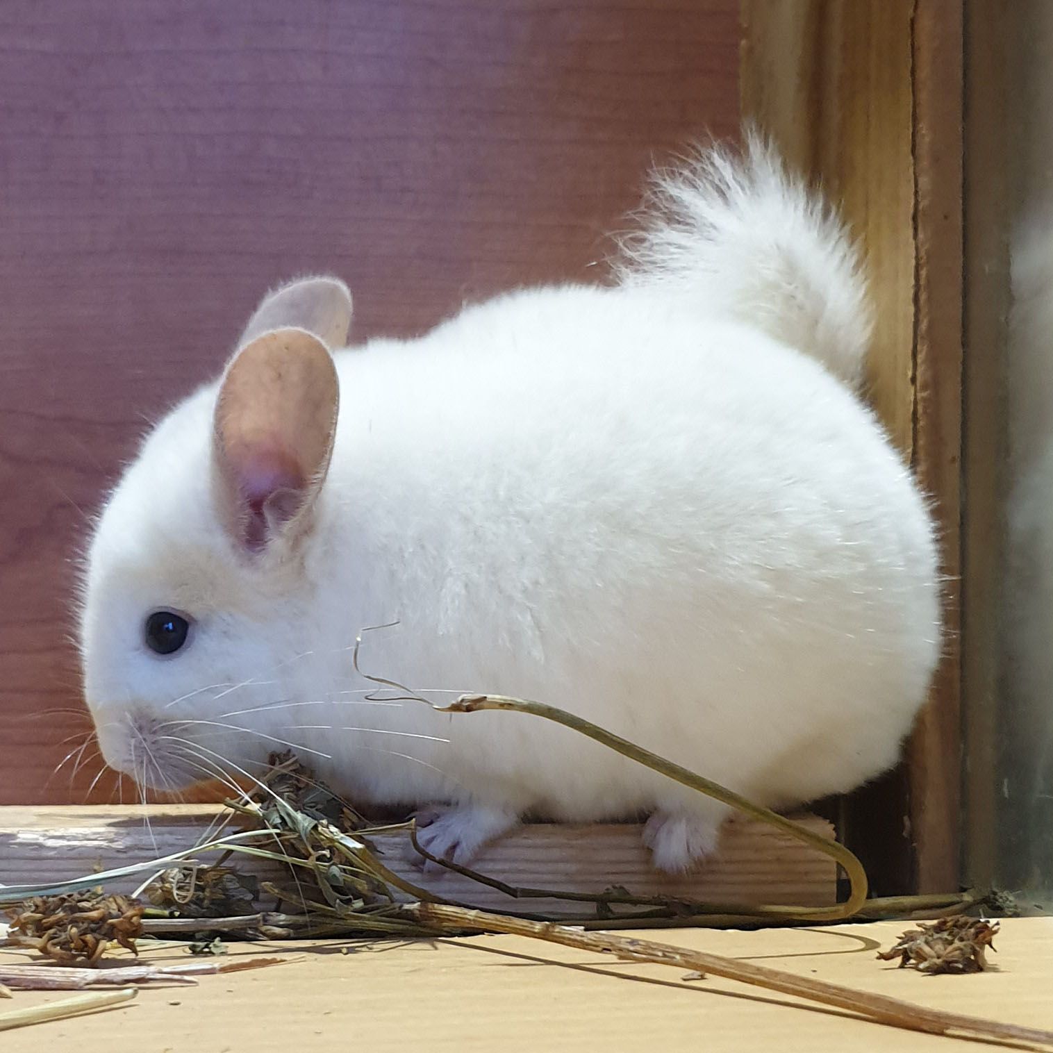 Маленькая самочка шиншиллы Бело-розовая эбони