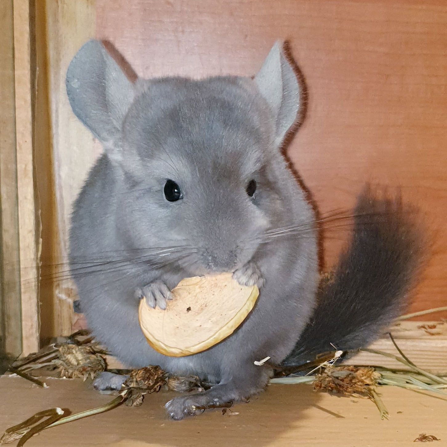 Маленькая самочка шиншиллы Фиолет эбони