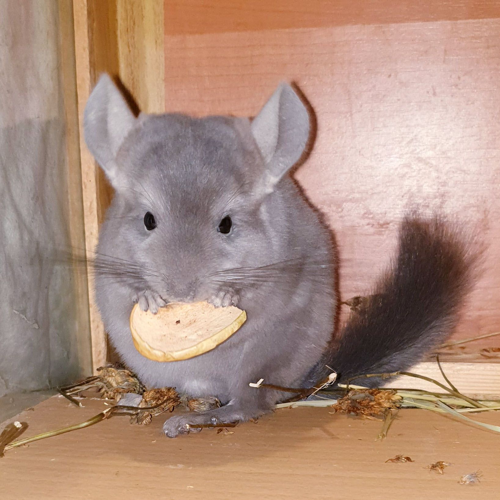 Маленькая самочка шиншиллы Фиолет эбони