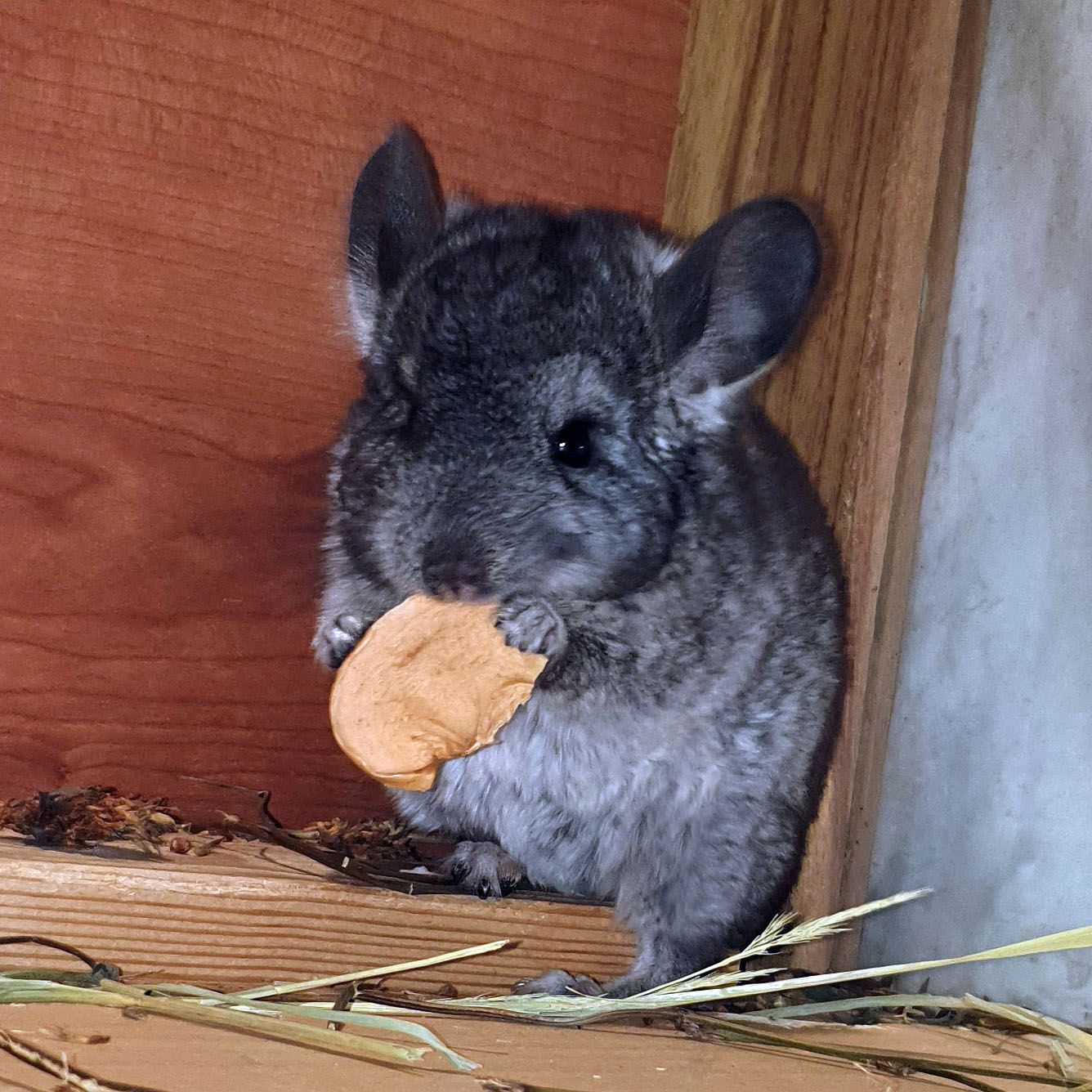 Маленький самец шиншиллы Стандарт носитель эбони