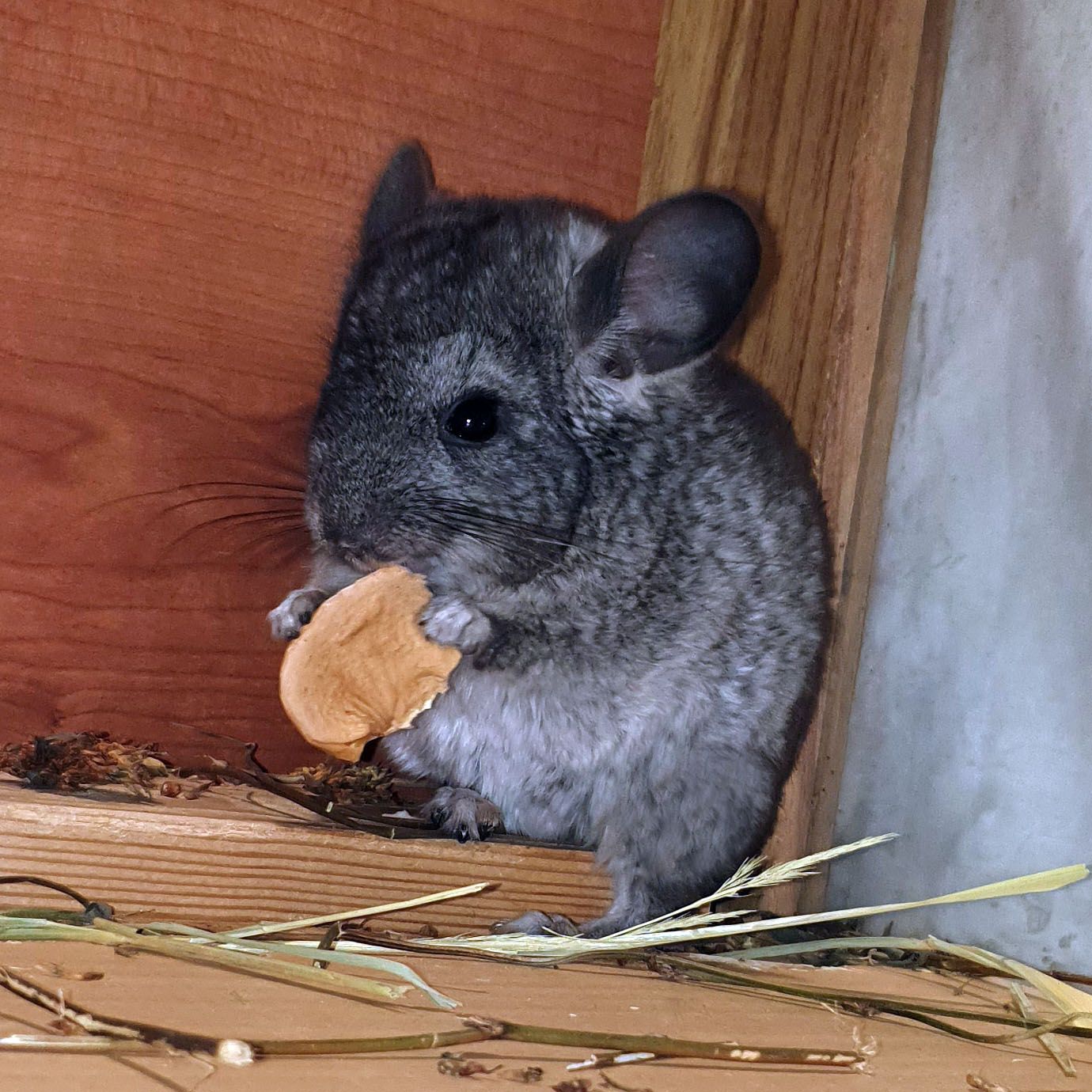Маленький самец шиншиллы Стандарт носитель эбони