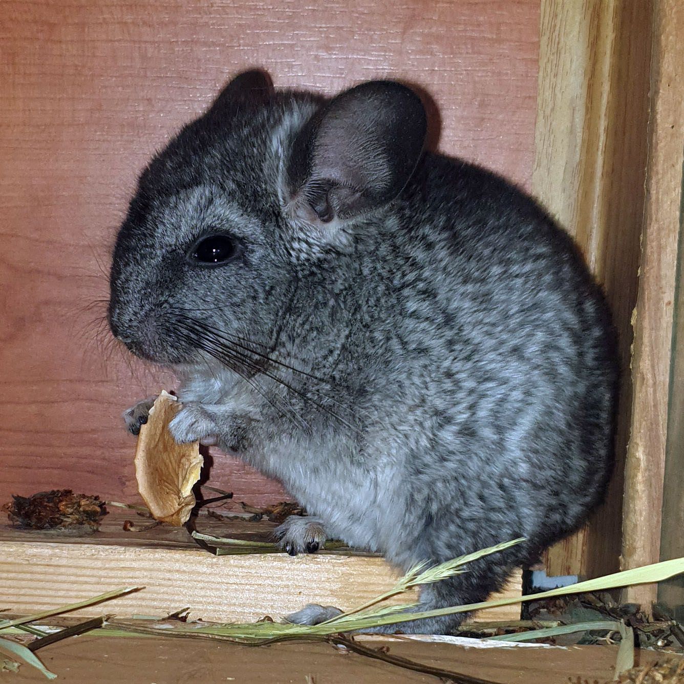 Маленький самец шиншиллы Стандарт носитель эбони