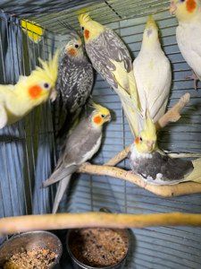 Продам ручных птенцов попугая нимфа корела