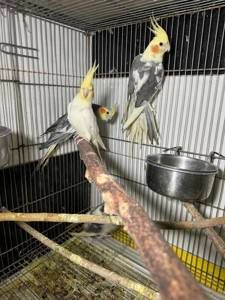 Продам ручных птенцов попугая нимфа корела