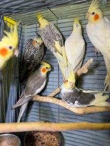 Продам ручных птенцов попугая нимфа корела