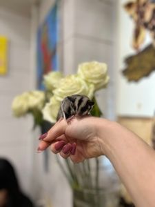 Цукровий посум або сумчаста ручна білочка