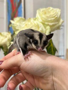 Цукровий посум або сумчаста ручна білочка