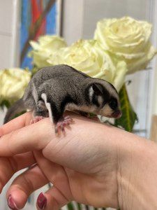 Цукровий посум або сумчаста ручна білочка