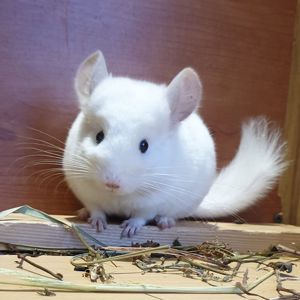 Маленькая самочка шиншиллы Бело-розовая эбони