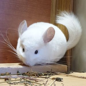 Маленькая самочка шиншиллы Бело-розовая эбони