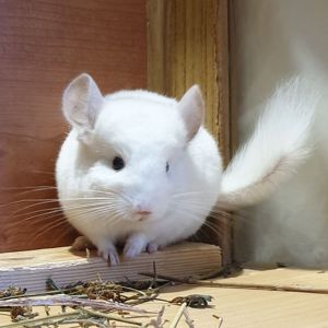 Маленькая самочка шиншиллы Бело-розовая эбони