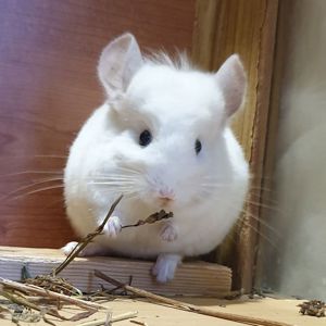 Маленькая самочка шиншиллы Бело-розовая эбони