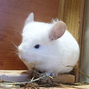 Маленькая самочка шиншиллы Бело-розовая эбони