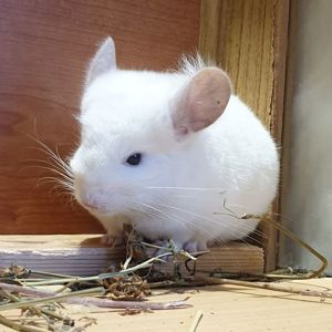 Маленькая самочка шиншиллы Бело-розовая эбони