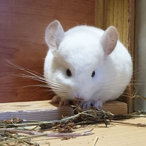 Маленькая самочка шиншиллы Бело-розовая эбони