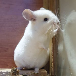 Маленькая самочка шиншиллы Бело-розовая эбони