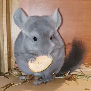 Маленькая самочка шиншиллы Фиолет эбони