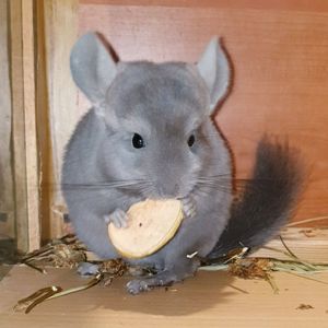 Маленькая самочка шиншиллы Фиолет эбони