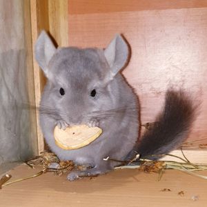 Маленькая самочка шиншиллы Фиолет эбони