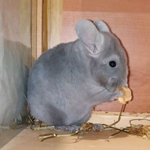 Маленькая самочка шиншиллы Фиолет эбони