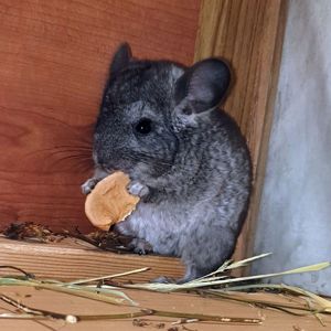 Маленький самец шиншиллы Стандарт носитель эбони