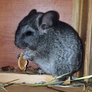 Маленький самец шиншиллы Стандарт носитель эбони