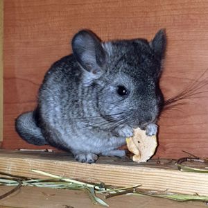 Маленький самец шиншиллы Стандарт носитель эбони