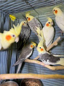 Продам ручных птенцов попугая нимфа корела