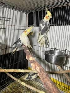 Продам ручных птенцов попугая нимфа корела