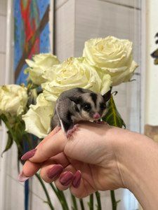 Цукровий посум або сумчаста ручна білочка