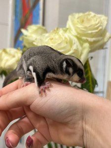 Цукровий посум або сумчаста ручна білочка