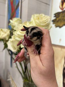 Цукровий посум або сумчаста ручна білочка