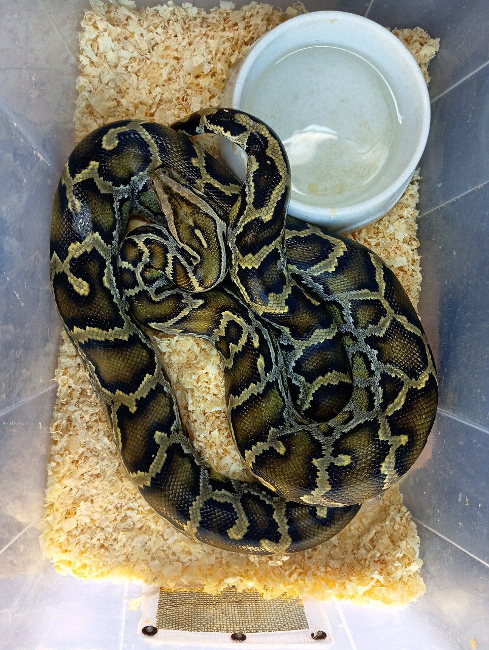 Самка тигрового питона