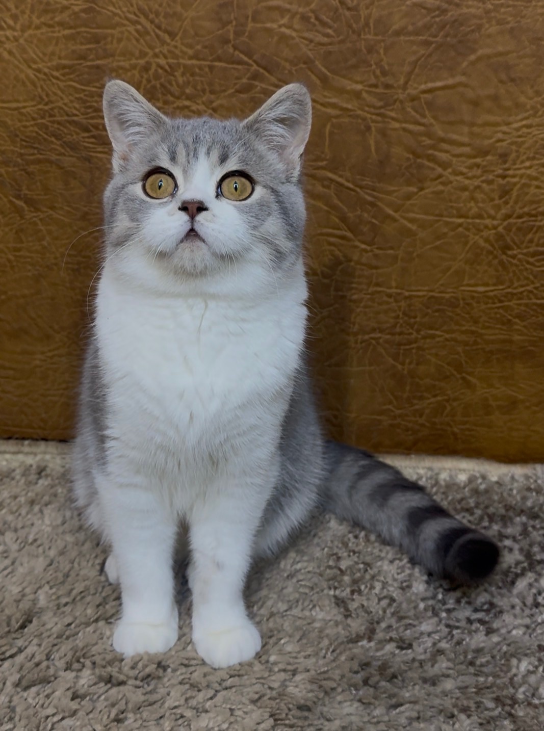 Розкішне Шотландське кошеня, дівчинка. Чорна пантера