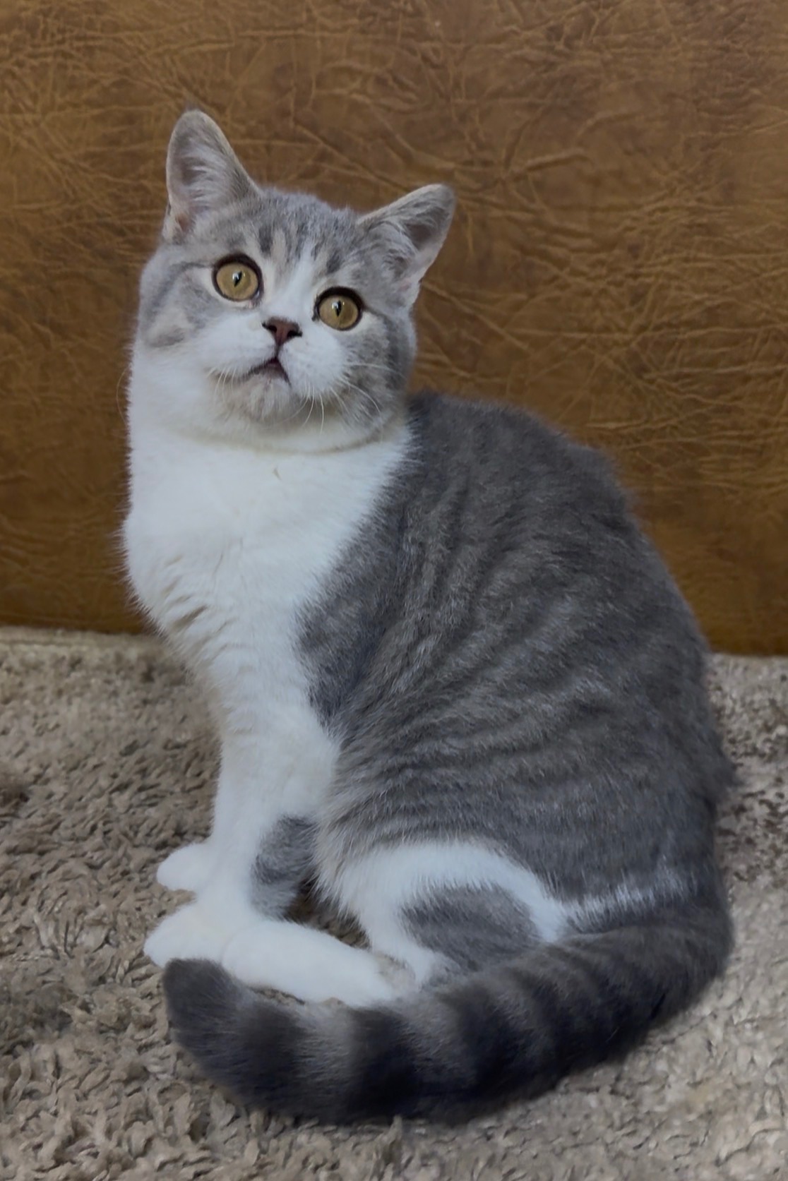 Розкішне Шотландське кошеня, дівчинка. Чорна пантера