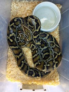 Самка тигрового питона