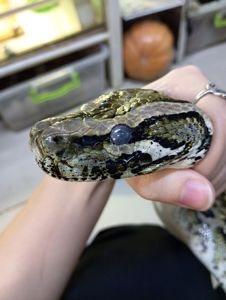 Самка тигрового питона