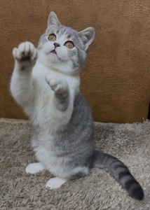 Розкішне Шотландське кошеня, дівчинка. Чорна пантера