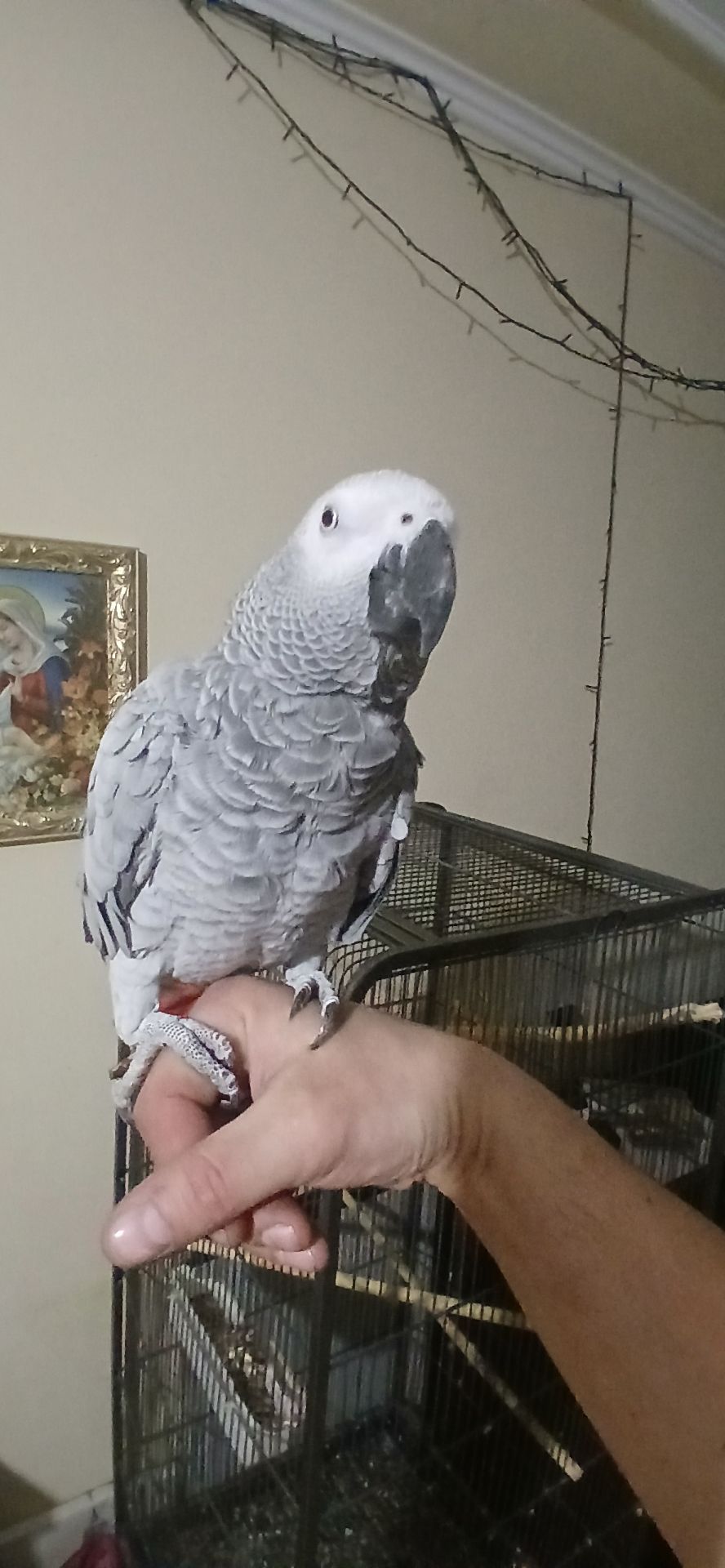 Жако червонохвостий