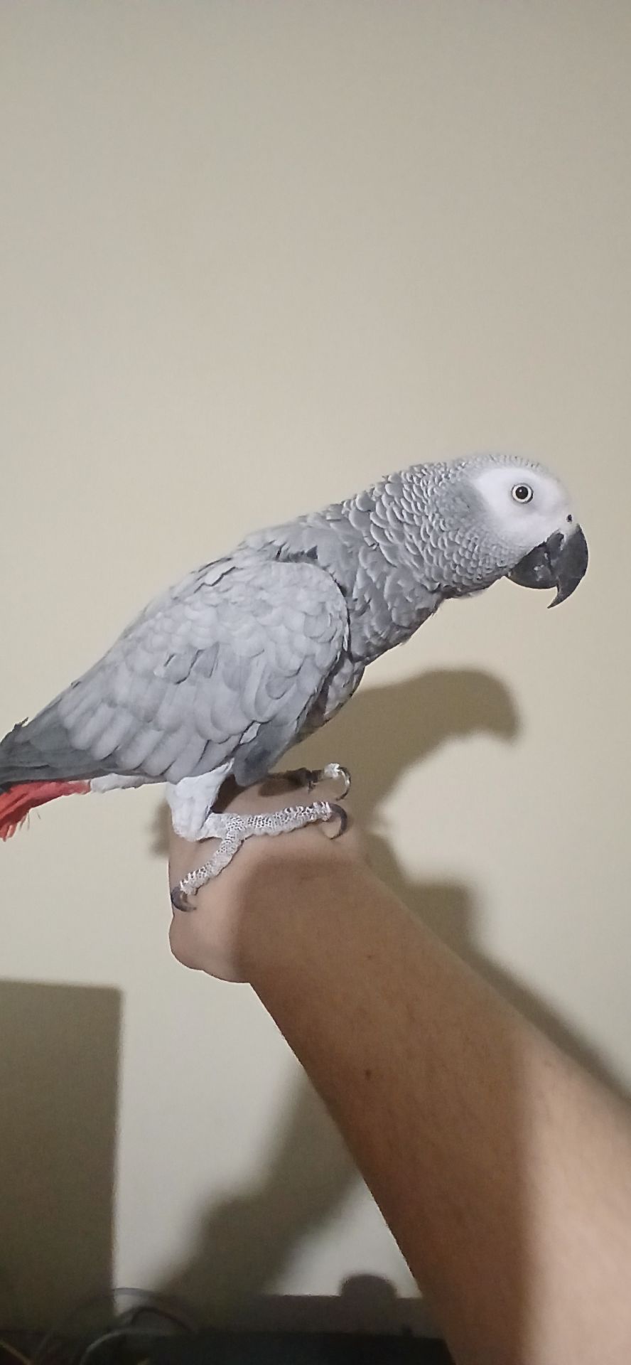 Жако червонохвостий