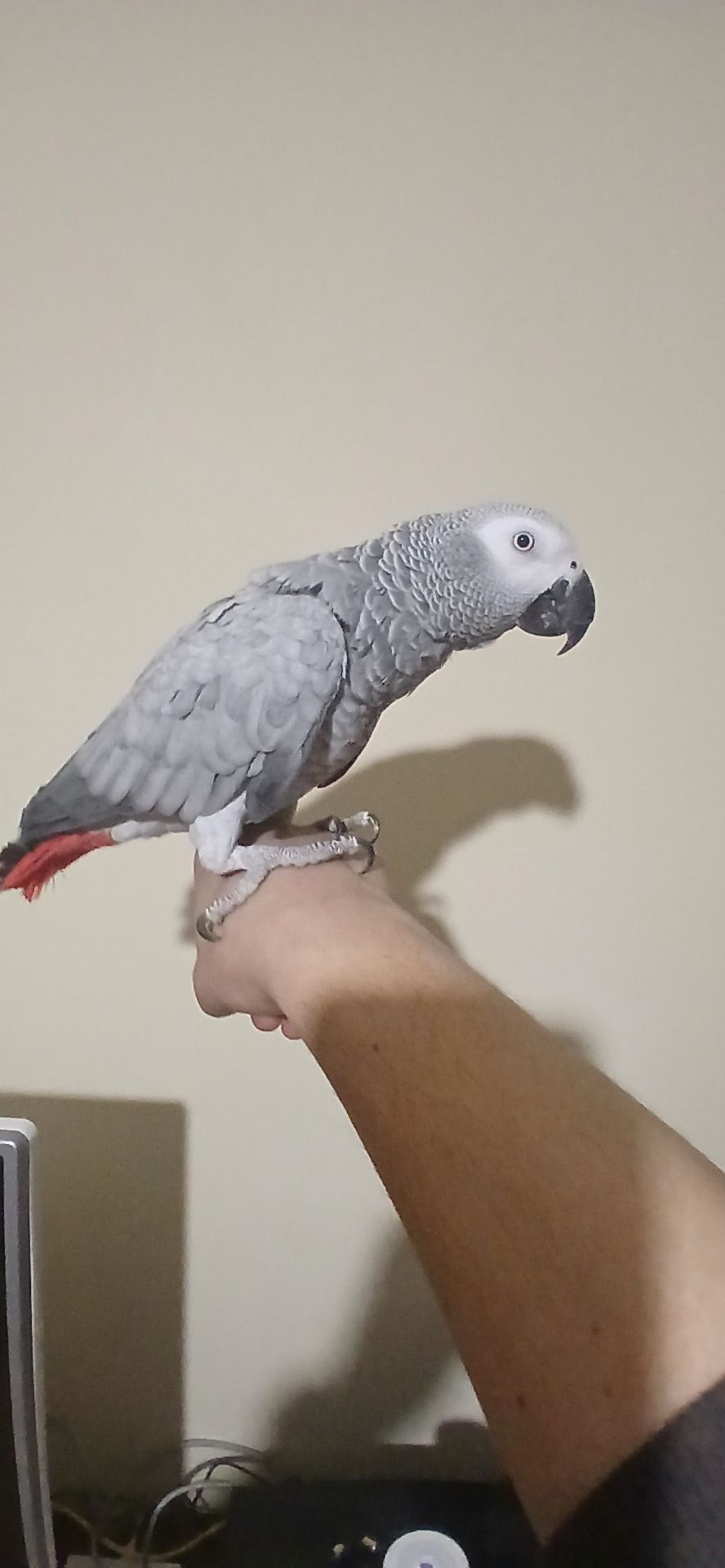 Жако червонохвостий