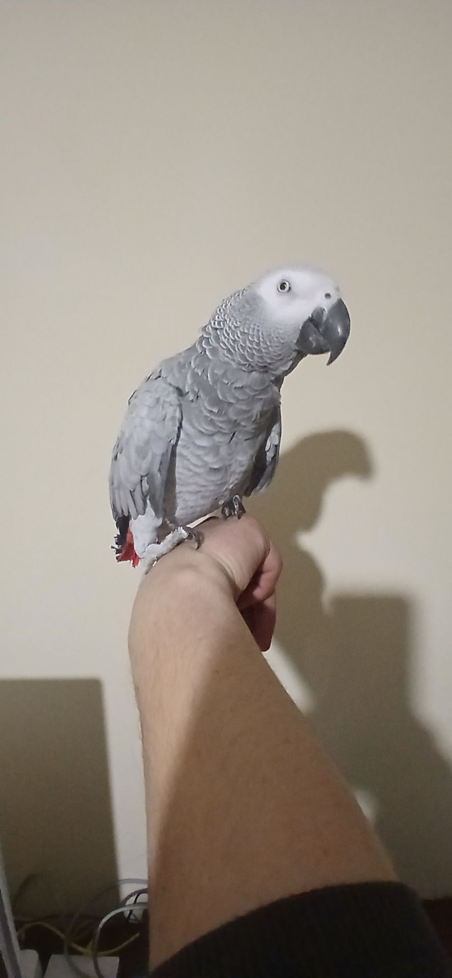 Жако червонохвостий