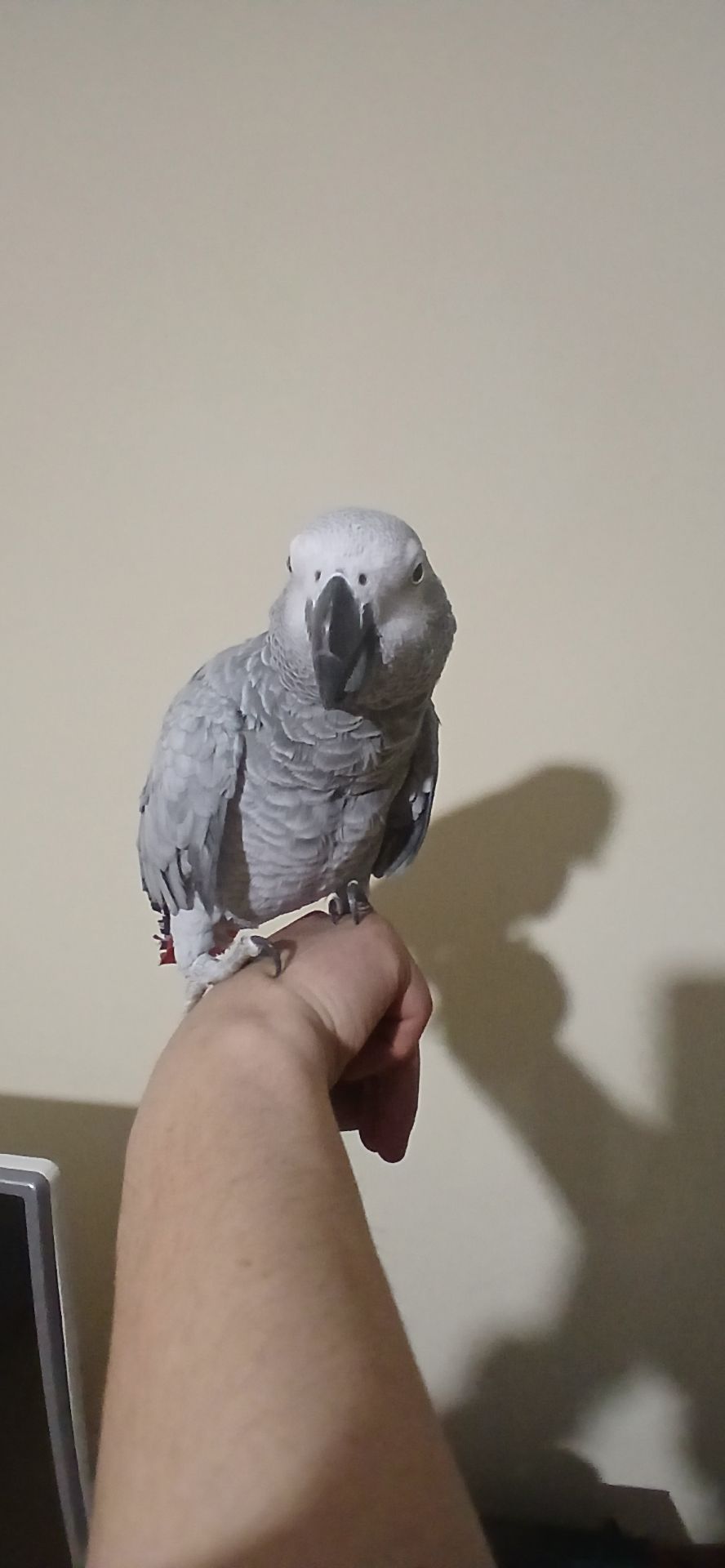 Жако червонохвостий