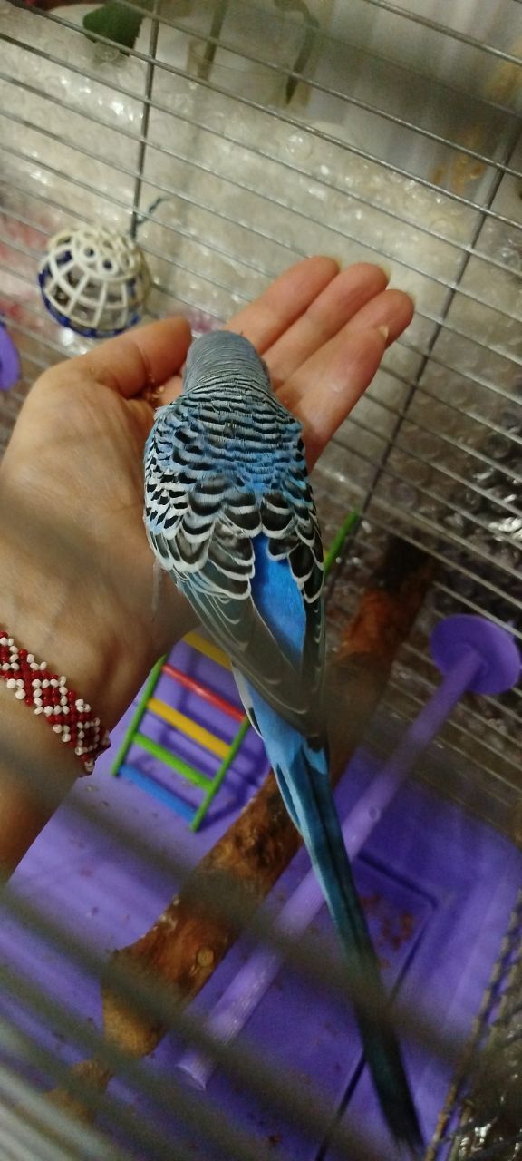 Продам говорящего хвилястого папугу!