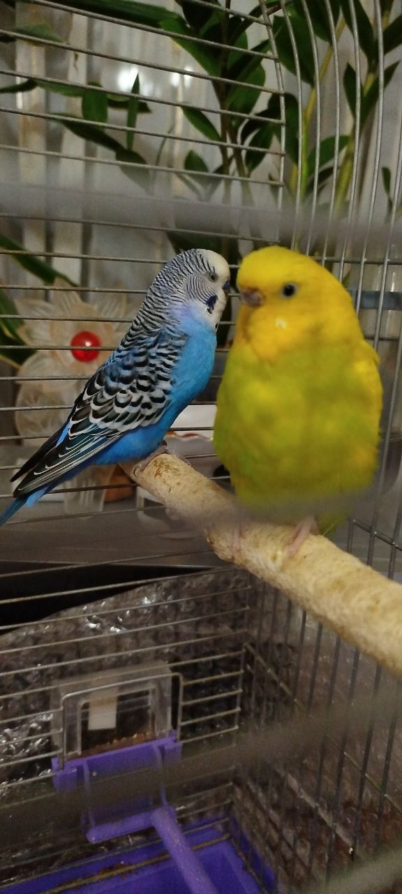 Продам говорящего хвилястого папугу!