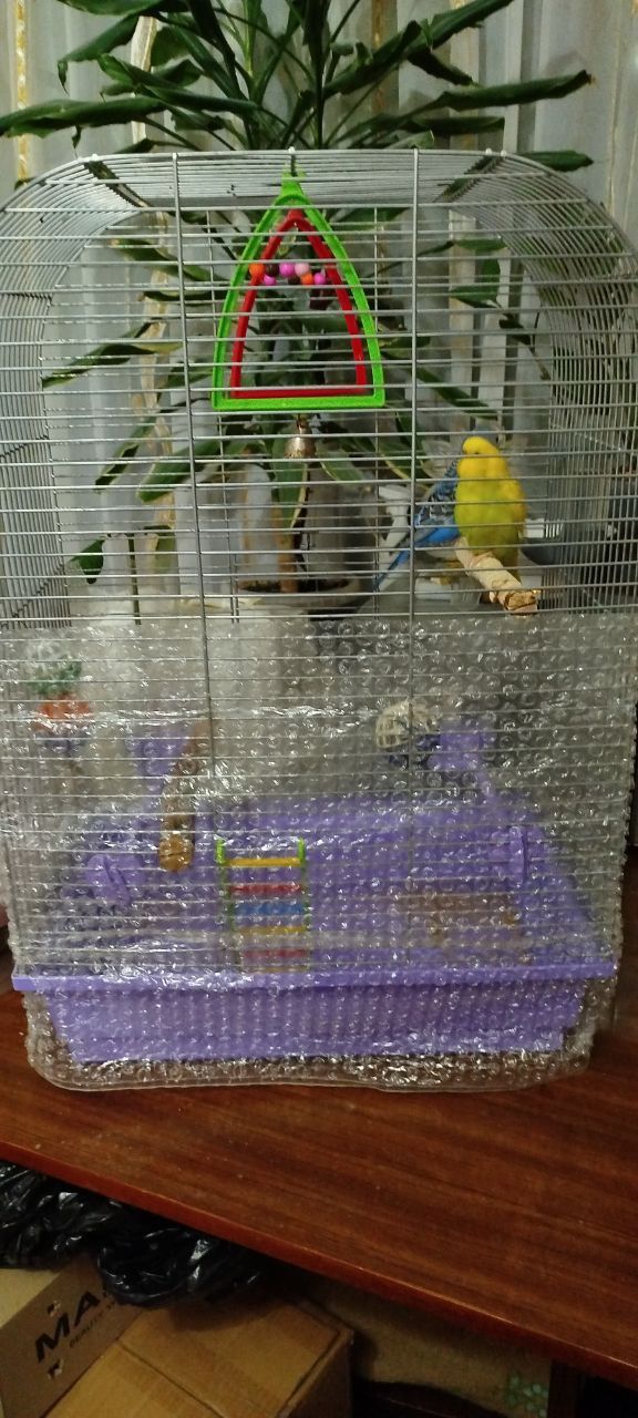 Продам говорящего хвилястого папугу!