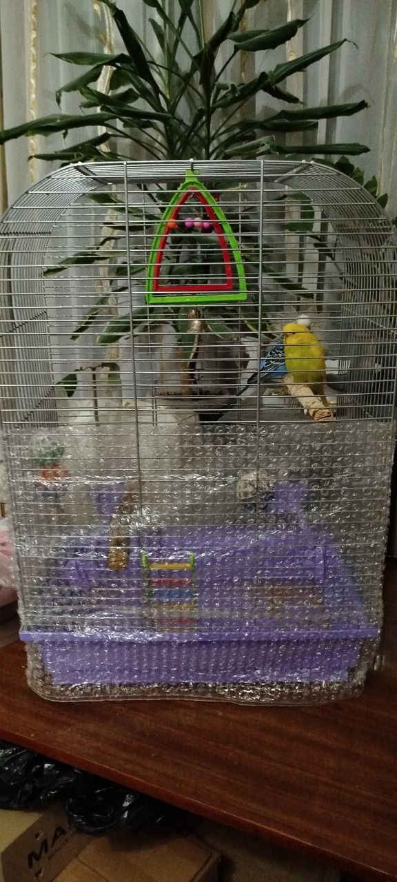 Продам говорящего хвилястого папугу!