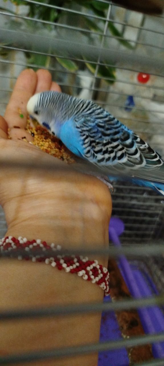 Продам говорящего хвилястого папугу!